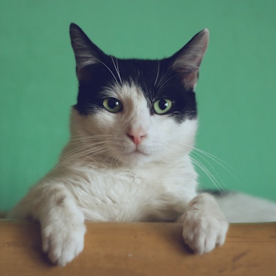 Animal